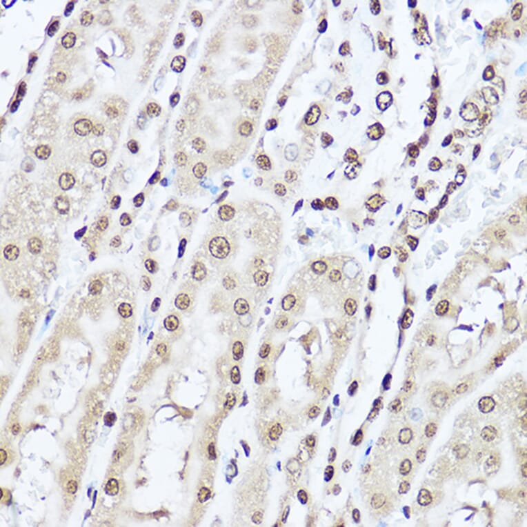 Immunohistochemistry - Anti-Superoxide Dismutase 1 Antibody (A12593) - Antibodies.com