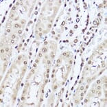 Immunohistochemistry - Anti-Superoxide Dismutase 1 Antibody (A12593) - Antibodies.com