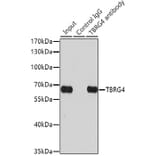 Immunoprecipitation - Anti-TBRG4 Antibody (A0276) - Antibodies.com