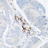 Immunohistochemistry - Anti-TNF alpha Antibody (A12596) - Antibodies.com