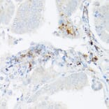 Immunohistochemistry - Anti-TNF alpha Antibody (A12596) - Antibodies.com