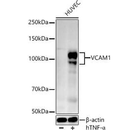 Western Blot - Anti-VCAM1 Antibody (A12598) - Antibodies.com