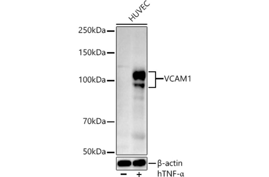 Western Blot - Anti-VCAM1 Antibody (A12598) - Antibodies.com