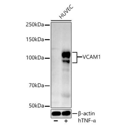 Western Blot - Anti-VCAM1 Antibody (A12598) - Antibodies.com