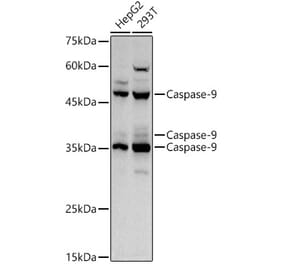 Western Blot - Anti-Caspase-9 Antibody (A12599) - Antibodies.com