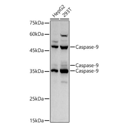 Western Blot - Anti-Caspase-9 Antibody (A12599) - Antibodies.com