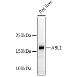 Western Blot - Anti-ABL1 Antibody (A12600) - Antibodies.com