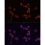 Immunofluorescence - Anti-ABL1 Antibody (A12600) - Antibodies.com