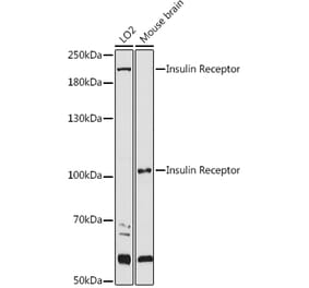 Western Blot - Anti-Insulin Receptor alpha Antibody (A12603) - Antibodies.com