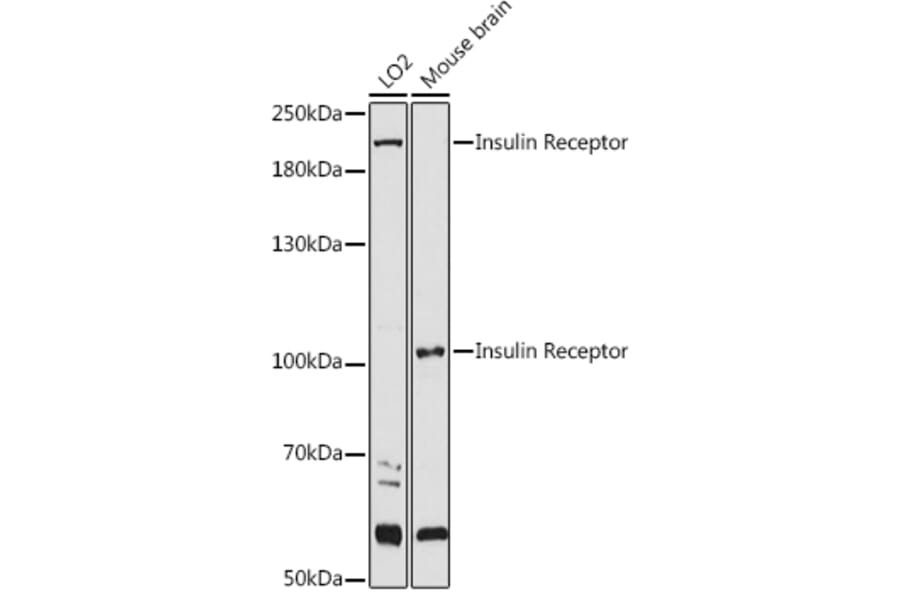 Western Blot - Anti-Insulin Receptor alpha Antibody (A12603) - Antibodies.com