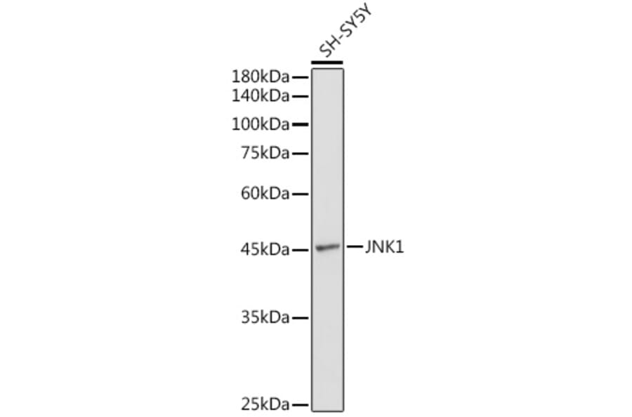 Western Blot - Anti-JNK1 Antibody (A12604) - Antibodies.com
