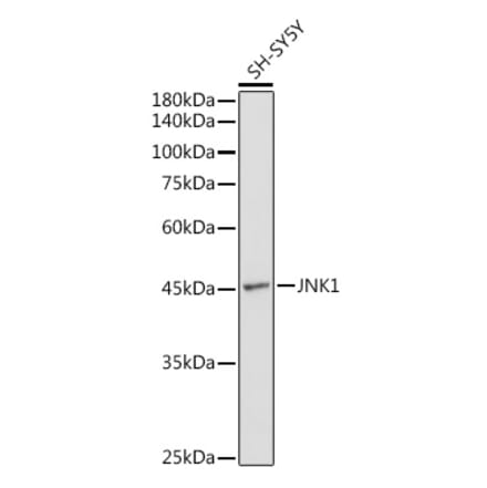 Western Blot - Anti-JNK1 Antibody (A12604) - Antibodies.com