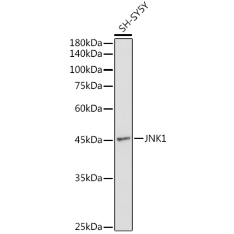 Western Blot - Anti-JNK1 Antibody (A12604) - Antibodies.com