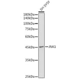 Western Blot - Anti-JNK1 Antibody (A12604) - Antibodies.com