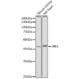 Western Blot - Anti-JNK1 Antibody (A12604) - Antibodies.com