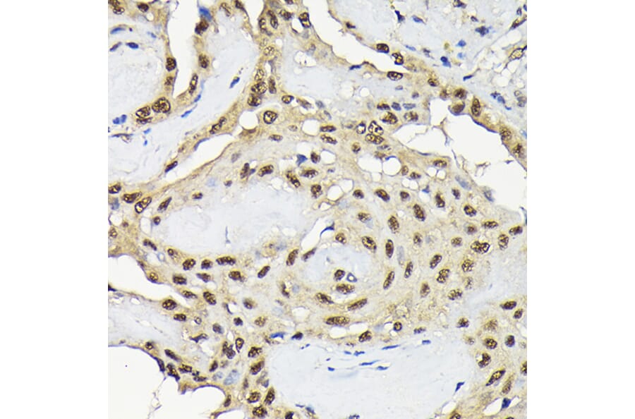Immunohistochemistry - Anti-JNK1 Antibody (A12604) - Antibodies.com