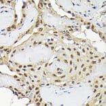 Immunohistochemistry - Anti-JNK1 Antibody (A12604) - Antibodies.com