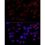 Immunofluorescence - Anti-JNK1 Antibody (A12604) - Antibodies.com