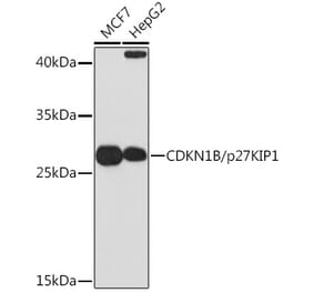 Western Blot - Anti-p27 KIP 1 Antibody (A12605) - Antibodies.com