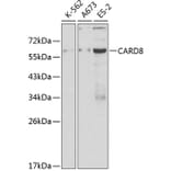 Western Blot - Anti-CARD8 Antibody (A12607) - Antibodies.com