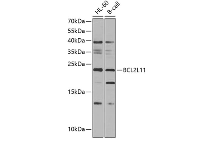 Western Blot - Anti-BCL2L11 Antibody (A0295) - Antibodies.com