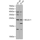 Western Blot - Anti-BCL2L11 Antibody (A0295) - Antibodies.com
