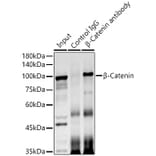Western Blot - Anti-beta Catenin Antibody (A12611) - Antibodies.com