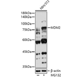 Western Blot - Anti-MDM2 Antibody (A12616) - Antibodies.com