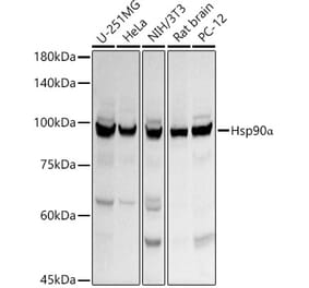 Western Blot - Anti-Hsp90 alpha Antibody (A12619) - Antibodies.com
