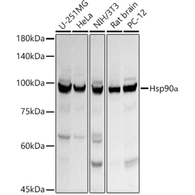 Western Blot - Anti-Hsp90 alpha Antibody (A12619) - Antibodies.com