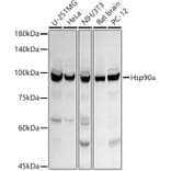 Western Blot - Anti-Hsp90 alpha Antibody (A12619) - Antibodies.com
