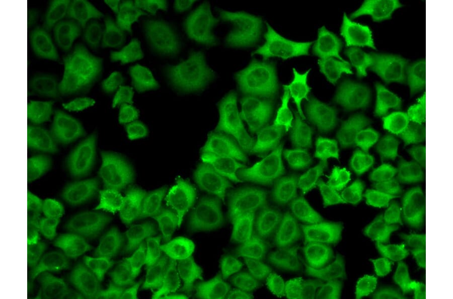Immunofluorescence - Anti-Hsp90 alpha Antibody (A12619) - Antibodies.com