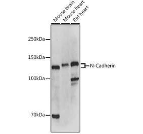 Western Blot - Anti-N Cadherin Antibody (A12629) - Antibodies.com