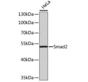 Western Blot - Anti-Smad2 Antibody (A12630) - Antibodies.com