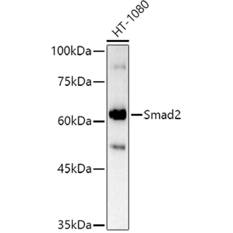 Western Blot - Anti-Smad2 Antibody (A12630) - Antibodies.com
