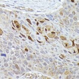 Immunohistochemistry - Anti-Smad2 Antibody (A12630) - Antibodies.com