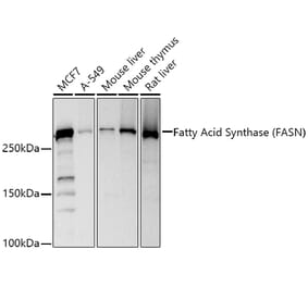 Western Blot - Anti-Fatty Acid Synthase Antibody (A12631) - Antibodies.com