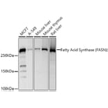 Western Blot - Anti-Fatty Acid Synthase Antibody (A12631) - Antibodies.com