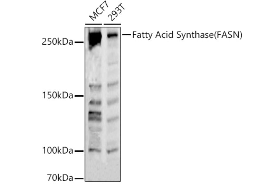 Western Blot - Anti-Fatty Acid Synthase Antibody (A12631) - Antibodies.com