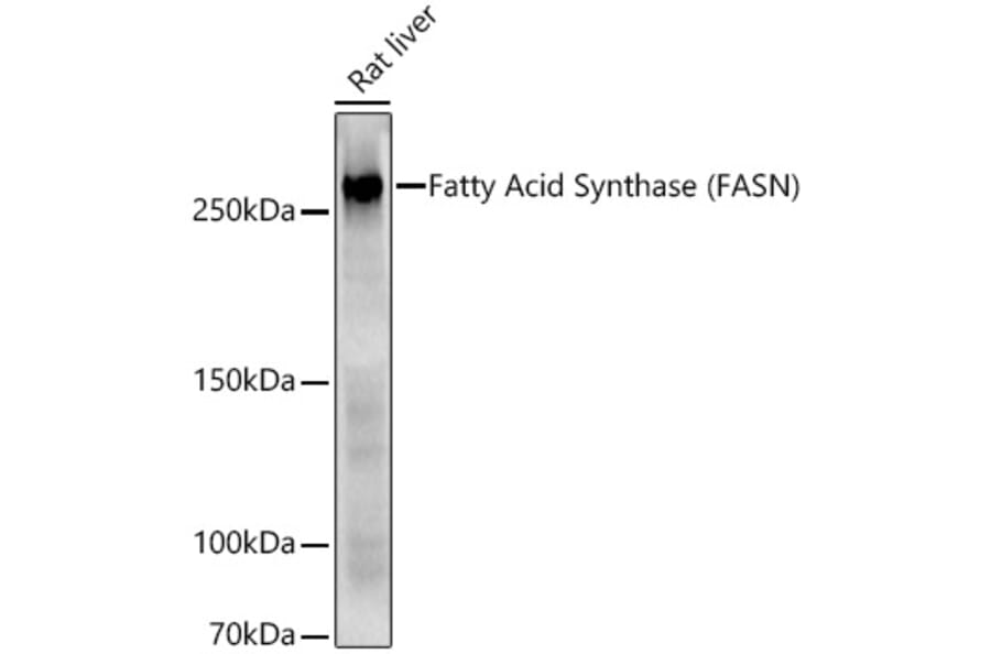 Western Blot - Anti-Fatty Acid Synthase Antibody (A12631) - Antibodies.com