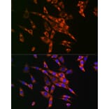 Immunofluorescence - Anti-Fatty Acid Synthase Antibody (A12631) - Antibodies.com