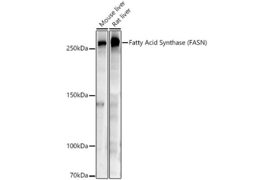 Western Blot - Anti-Fatty Acid Synthase Antibody (A12631) - Antibodies.com