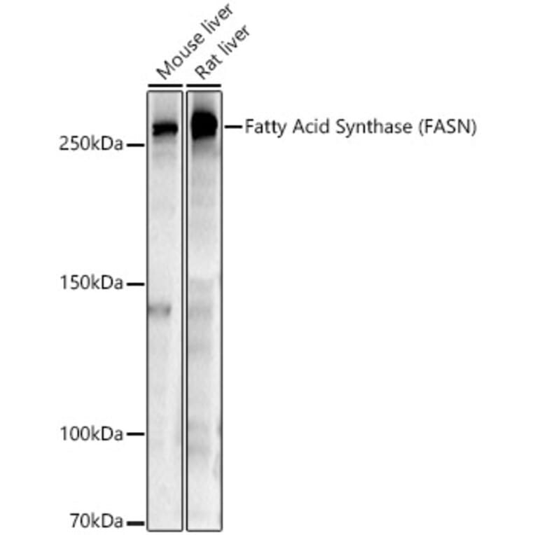 Western Blot - Anti-Fatty Acid Synthase Antibody (A12631) - Antibodies.com