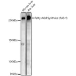 Western Blot - Anti-Fatty Acid Synthase Antibody (A12631) - Antibodies.com