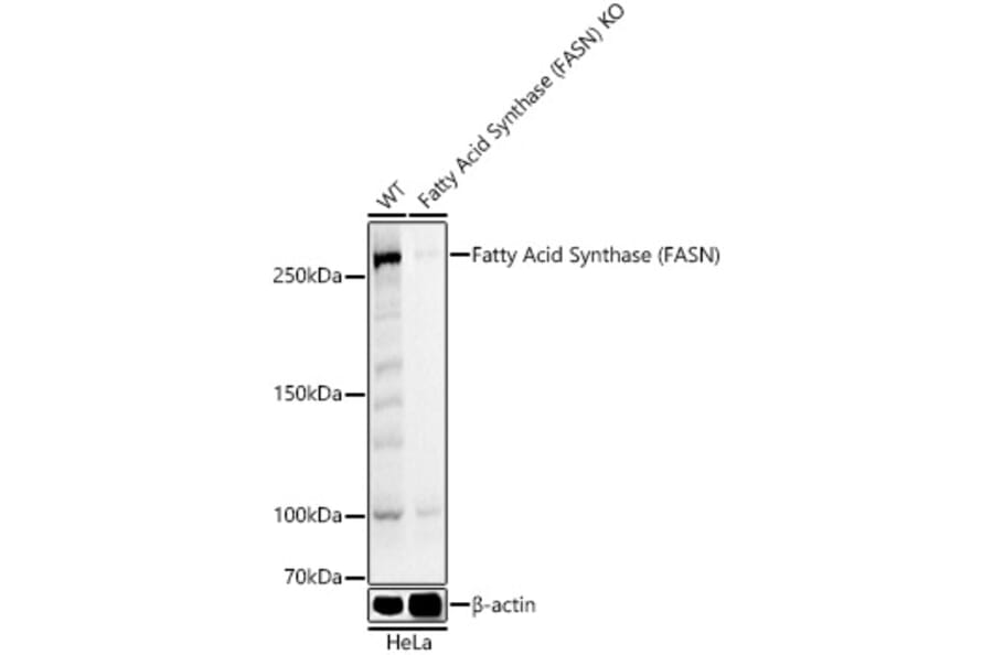 Western Blot - Anti-Fatty Acid Synthase Antibody (A12631) - Antibodies.com