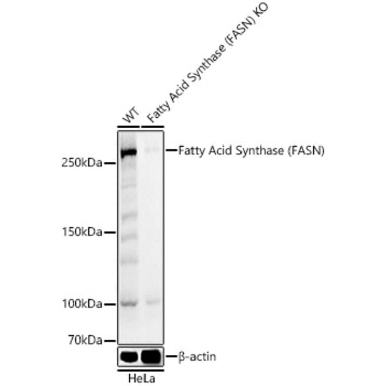 Western Blot - Anti-Fatty Acid Synthase Antibody (A12631) - Antibodies.com