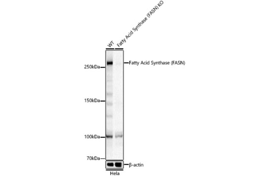 Western Blot - Anti-Fatty Acid Synthase Antibody (A12631) - Antibodies.com