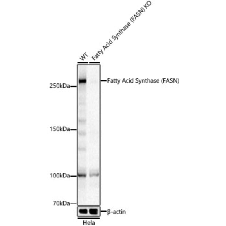 Western Blot - Anti-Fatty Acid Synthase Antibody (A12631) - Antibodies.com