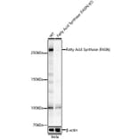 Western Blot - Anti-Fatty Acid Synthase Antibody (A12631) - Antibodies.com