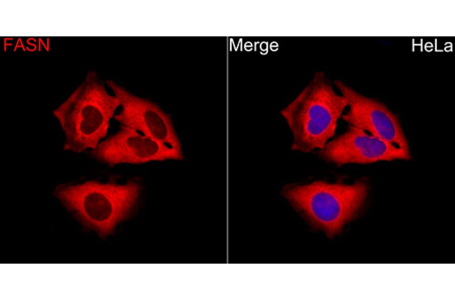 Immunofluorescence - Anti-Fatty Acid Synthase Antibody (A12631) - Antibodies.com